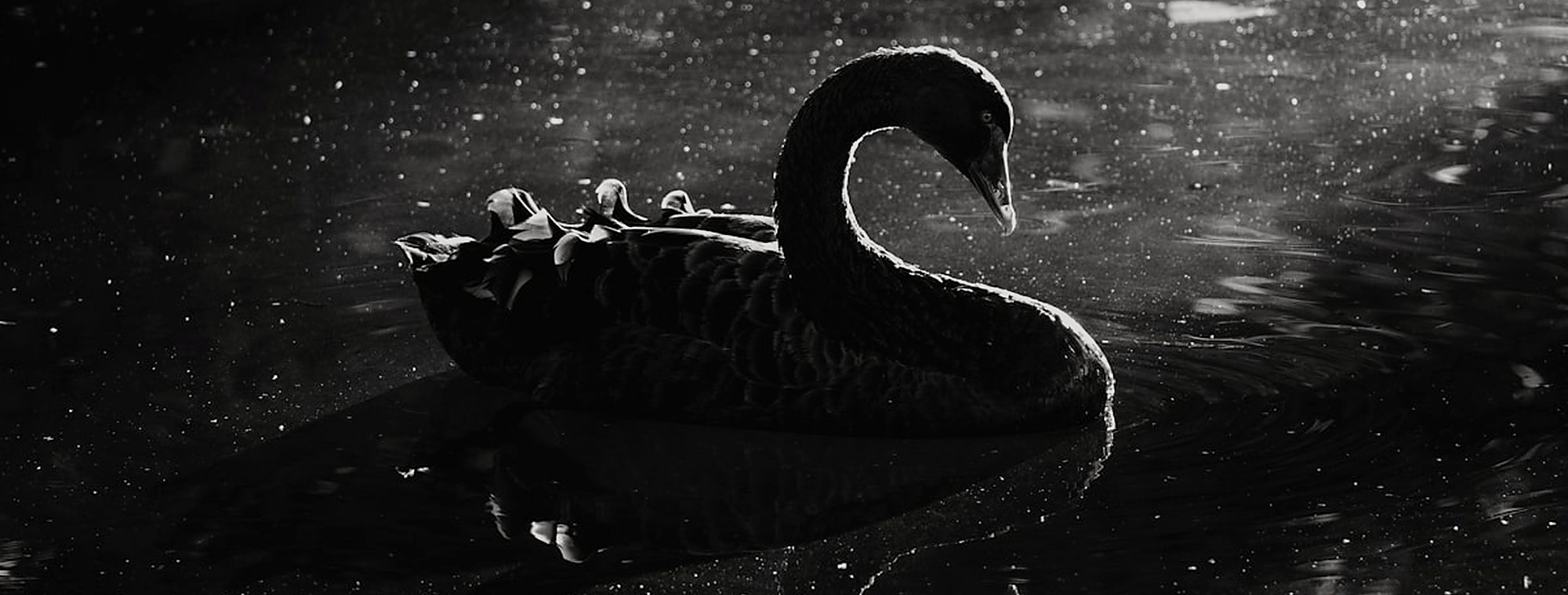 Close portrait of a black swan