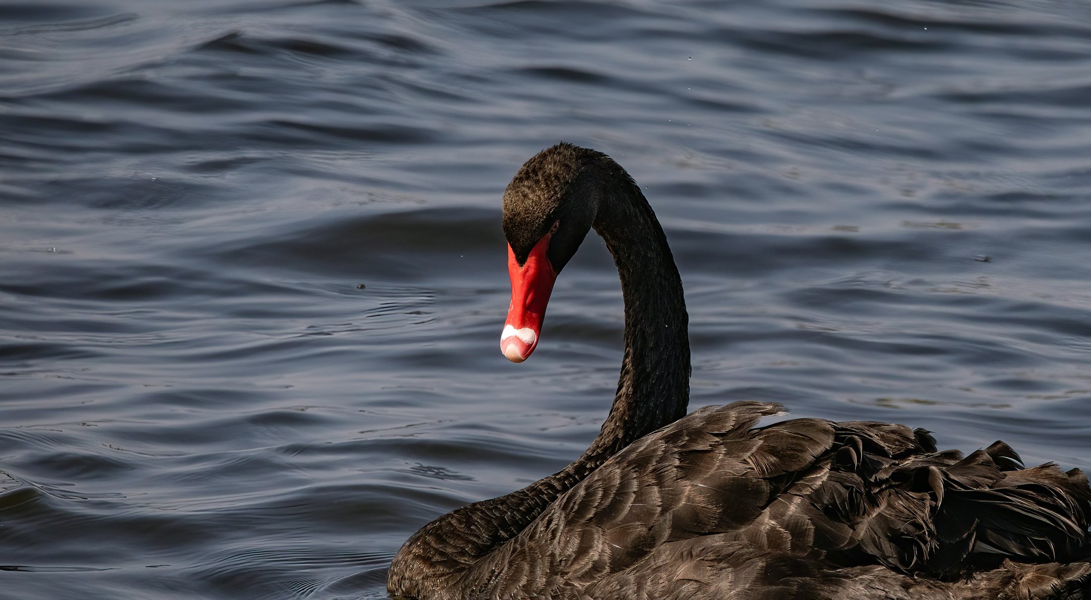A black swan gliding on open water