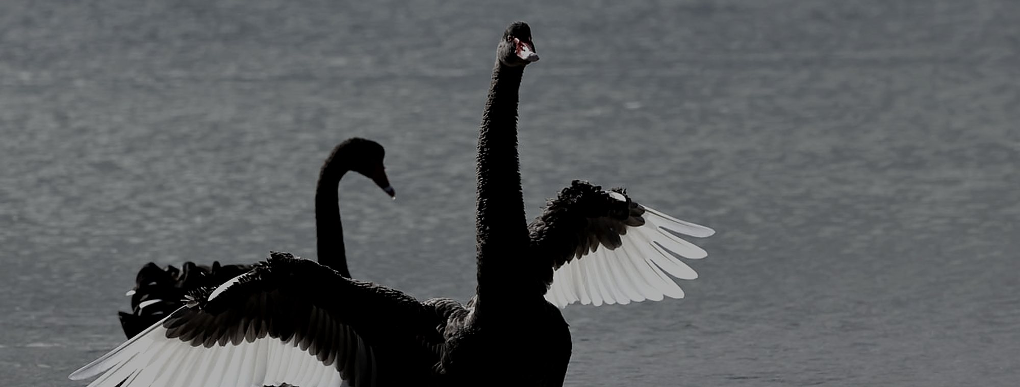 Black swans on dark water with wings raised